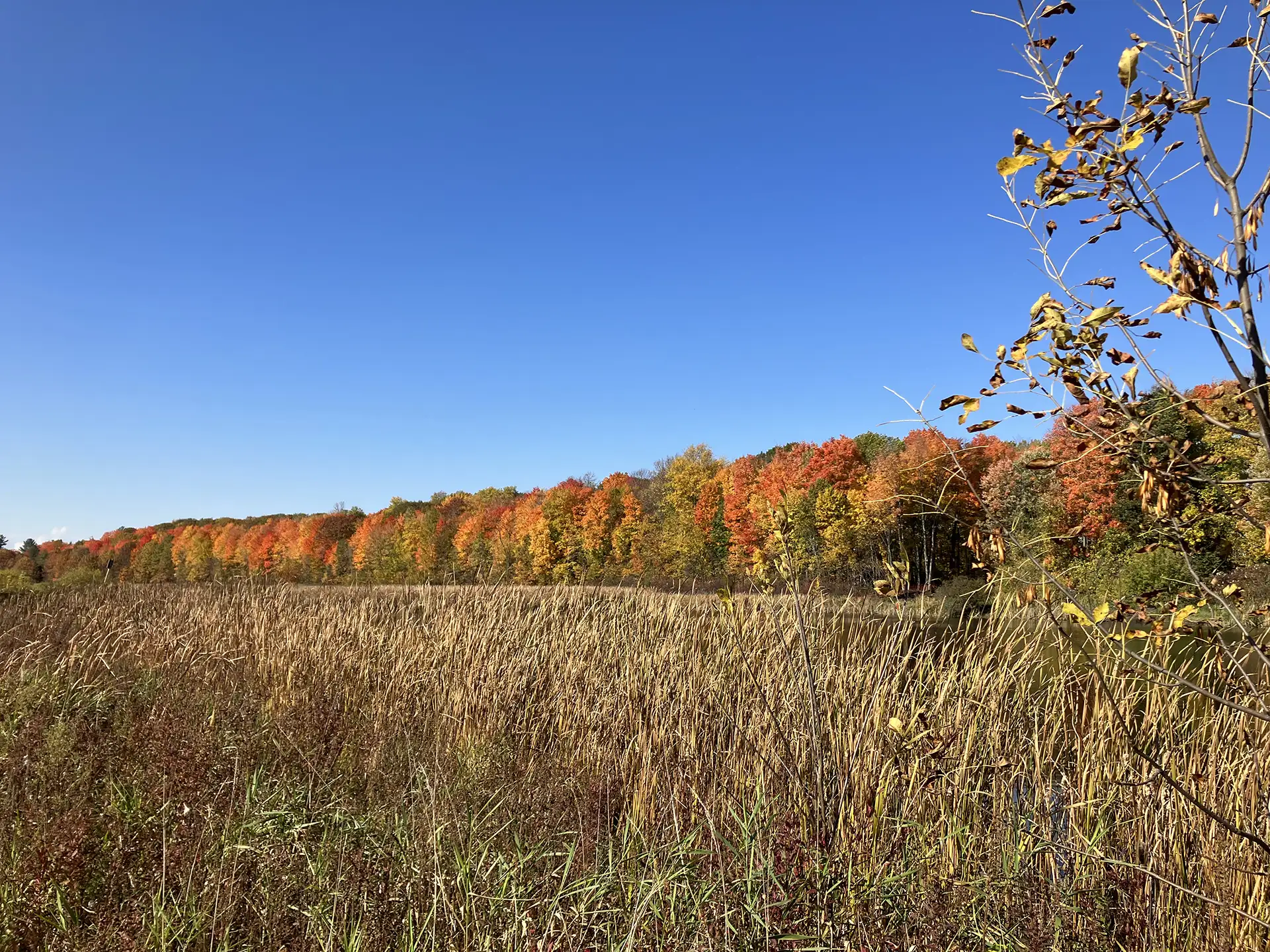 Beaver pond